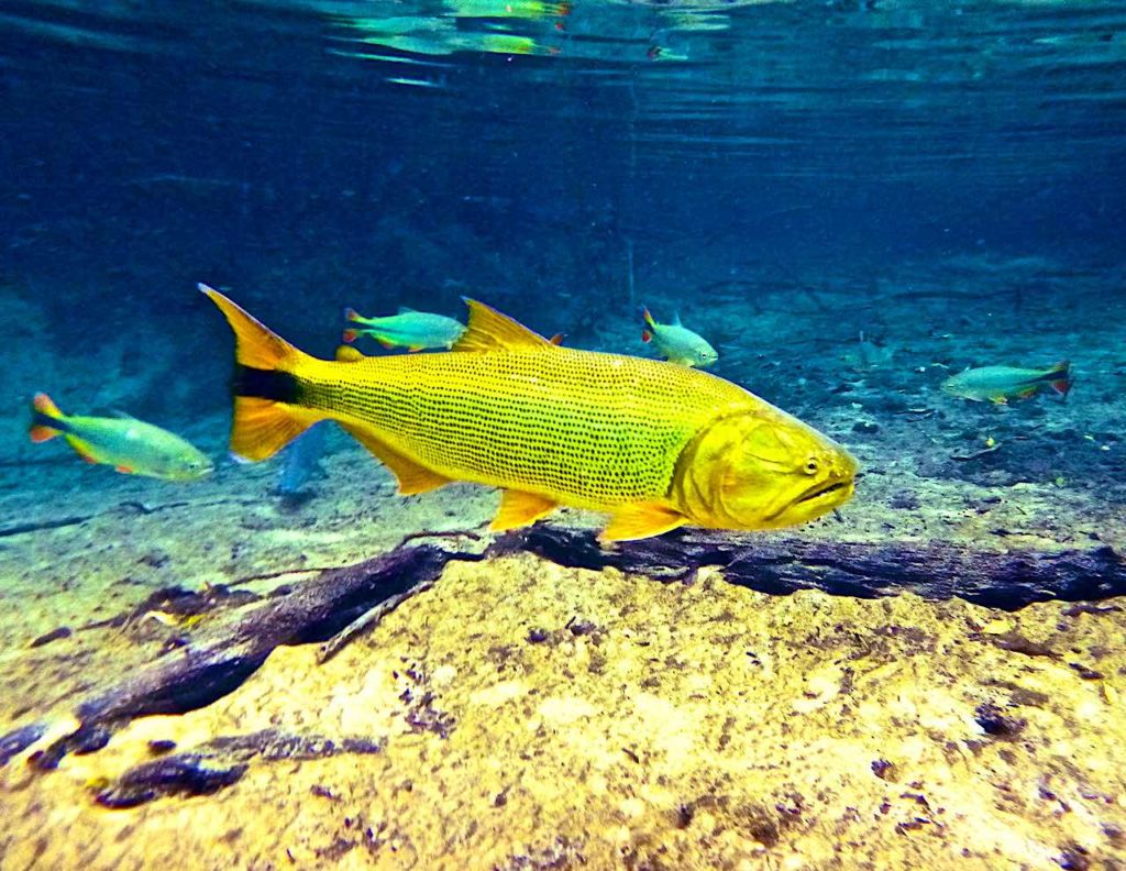 Der Rio Paraguay ist ein begehrter Lebensraum - Hier im Bild zu sehen ist ein goldener Goldbrasse mit einigen Brycon hilarii im Hintergrund