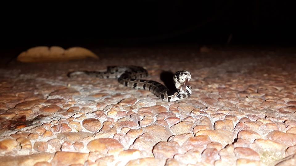 Breitkopf-Natter (Sibynomorphus turgidus) in Paraguay