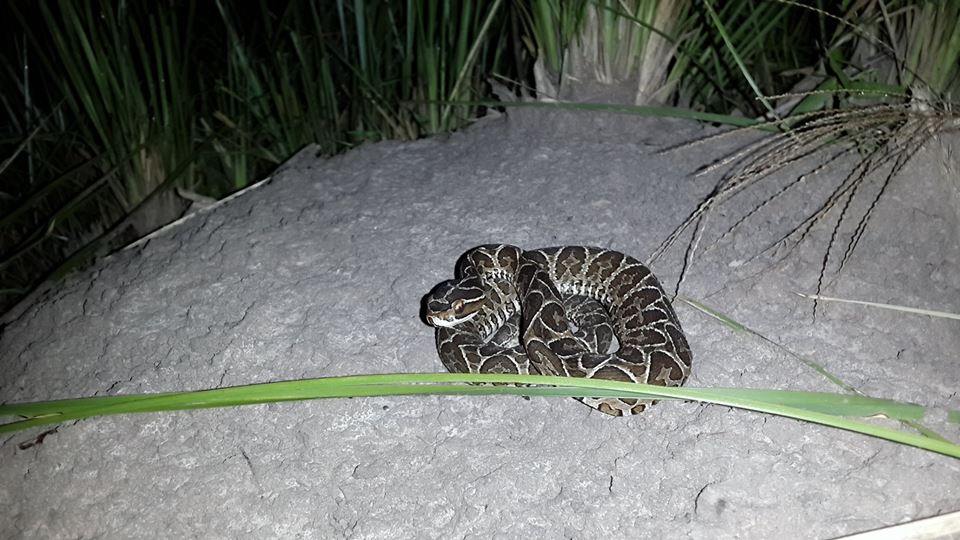 Kreuzotter (Bothrops alternatus) in Paraguay
