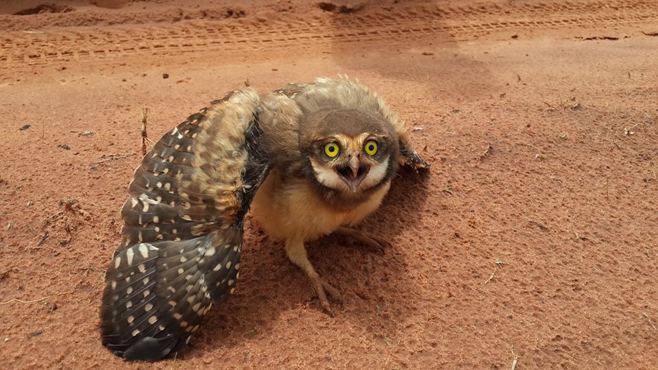 Kaninchenkauz (Athene cunicularia) in Paraguay 